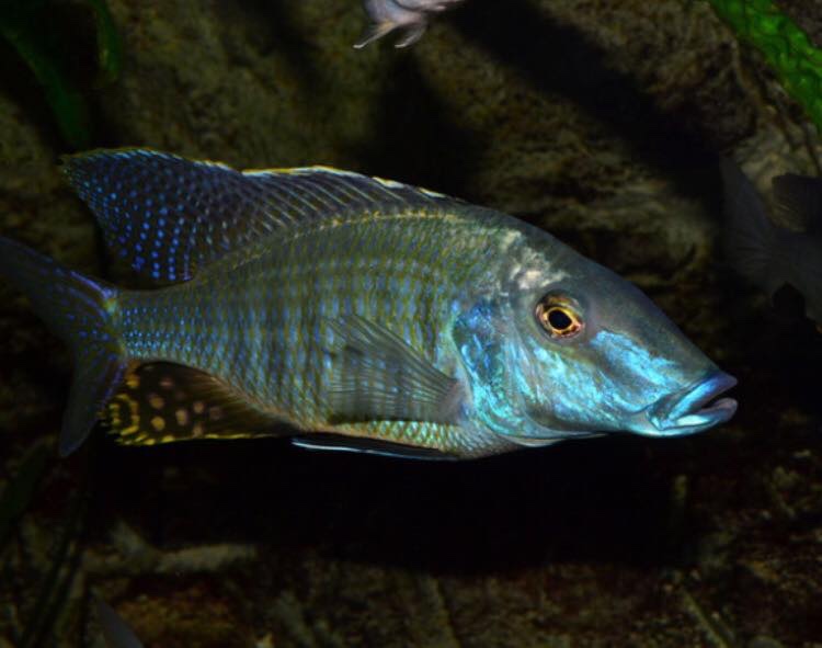 Taeniolethrinops praeorbitalis 'Ngara'